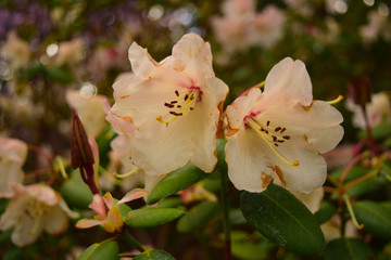 white flowers in garden