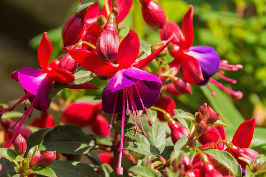 Fuchsia flowers growing in a garden in north east Italy