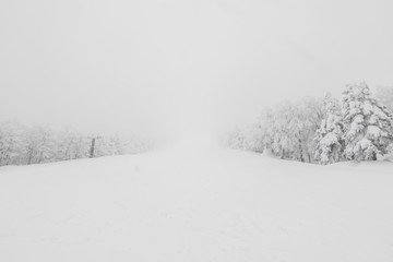 Tree covered with snow  on winter storm day in  forest mountains .