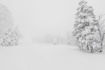 Tree covered with snow  on winter storm day in  forest mountains .