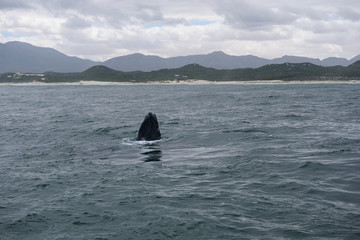 Southern Right Whale surfacing to take a breath in the Indian Ocean near Hermanus, South Africa