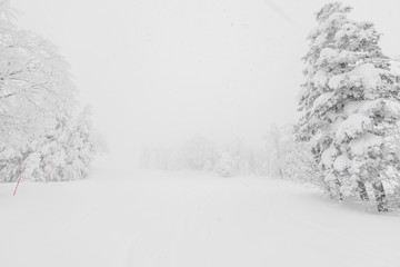 Tree covered with snow  on winter storm day in  forest mountains .