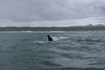 Fototapeta premium Fin of a Southern Right Whale in the bay of Hermanus in the Indian Ocean, South Africa
