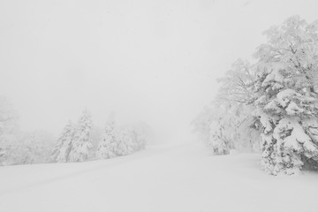 Tree covered with snow  on winter storm day in  forest mountains .