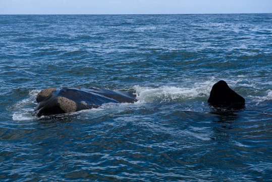 Southern Right Whale surfacing to take a breath in the Indian Ocean near Hermanus, South Africa