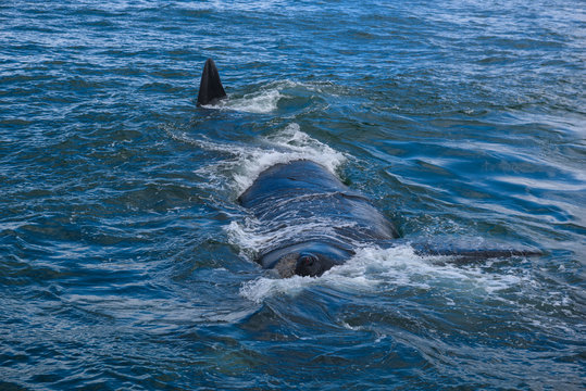 Southern Right Whale surfacing to take a breath in the Indian Ocean near Hermanus, South Africa