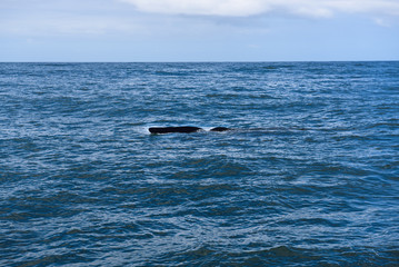 Fototapeta premium Fin of a Southern Right Whale in the bay of Hermanus in the Indian Ocean, South Africa