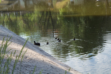 Beautiful summer lake in the park