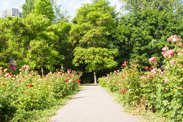 Beautiful garden with roses in the sun