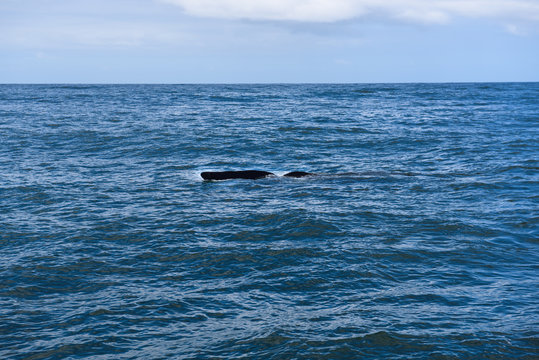 Fin of a Southern Right Whale in the bay of Hermanus in the Indian Ocean, South Africa
