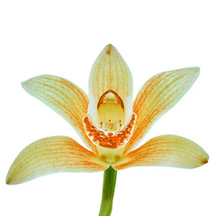 orange white orchid flower isolated white background with clipping path. Flower bud on a green...
