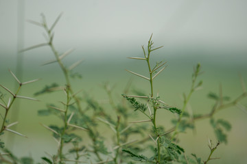 Thorns of Acacia Nilotica, Babla tree, Bangladesh Medicinal Plan