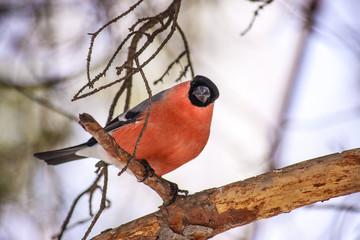 Common bird Bullfinch (Pyrrhula) with red breast sitting on snow maple branch. Close-up horizontal colorful image with copy space.