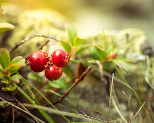 Obraz premium Red cowberry, lingonberry or partridgeberry. Forest natural background. shallow depth of field. Macro. berries - main source of vitamins in the winter. traditional medicine.
