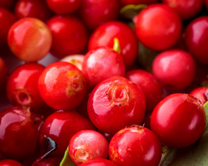 Wild Red Lingonberry. Cowberry eurasian flora. Forest Vaccinium vitis-idaea. Close-up macro image. Organic non GMO vegetarian food.