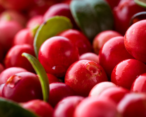 Wild Red Lingonberry. Cowberry eurasian flora. Forest Vaccinium vitis-idaea. Close-up macro image. Organic non GMO vegetarian food.