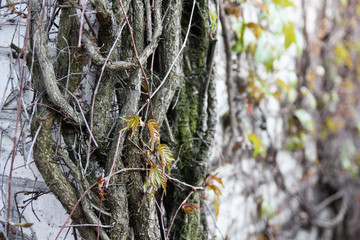 Old branches of wild grapes plaited the wall