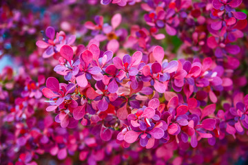 barberry bush with small pink leaves in the garden. lilac plant background
