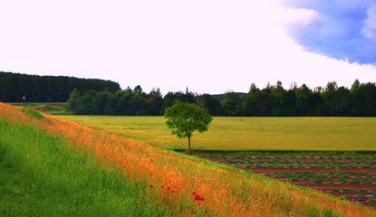 Albero tra due trinagoli