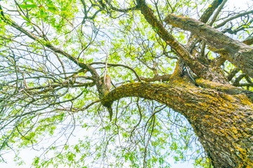 Beautiful trees branch on blue sky .