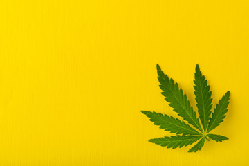 Marijuana leaf top view flat lay