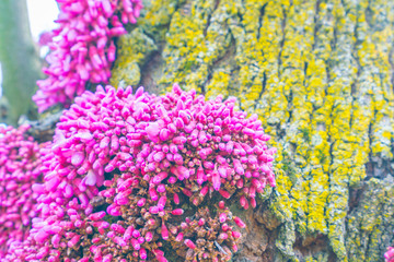 Beautiful pink flower blossom .