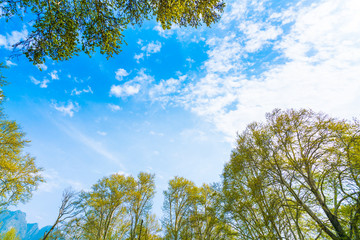 Beautiful trees branch on blue sky .