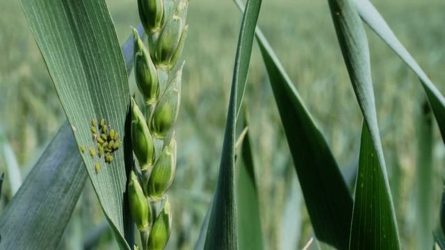 Insect pests on ear of green soft wheat on field, close-up, spring day. Greenfly, aphid on cereal. Plant pest on ripening ears of young soft wheat. Crop pests, insect on growing bread corn. Grain pest
