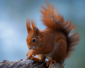 Rotes Eichhörnchen am See beim Fressen einer Nuss