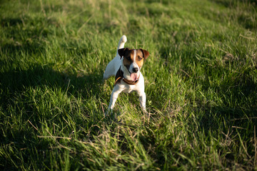 dog on grass Jack Russell terrier