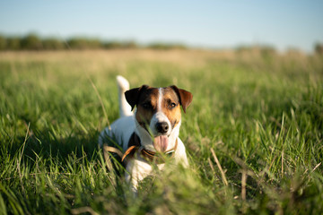 dog on the grass Jack Russell terrier