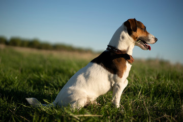 Jack Russell terrier
