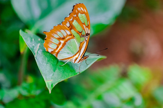 Siproeta stelenes (malachite butterfly), sitting on a green leaf