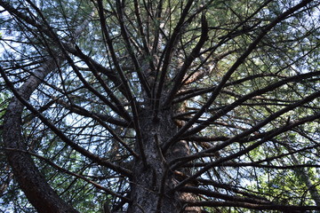 Branches of the Siberian stone pine