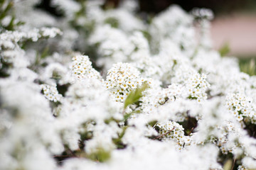 Beautiful white view of lovely flowers in a countryside village garden,park.