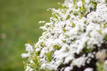 Beautiful white view of lovely flowers in a countryside village garden,park.