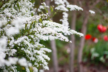Beautiful white view of lovely flowers in a countryside village garden,park.