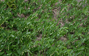 blooming white flowers
