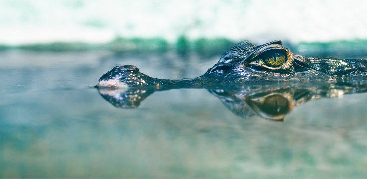 crocodil
