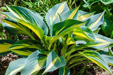 Fototapeta premium wonderful world around us