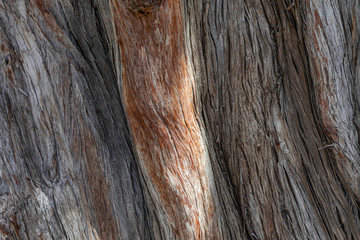 Mexican cypress (Cupressus benthamii), tree trunk texture, close view