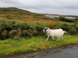 Obraz premium cow on a meadow
