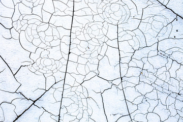 rhythm of nature and the beauty of the leaves