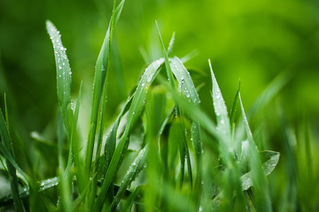 Wet green grass after rain drops
