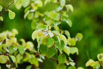 Wet green leaves of a birch tree in the rain