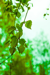 Young bitter-smelling tar birch leaves against the sky - defocus