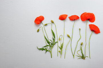 Poppies with green buds  on the gray  background.