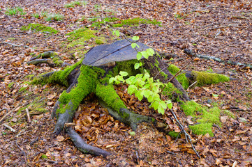 Stockausschlag an Buche