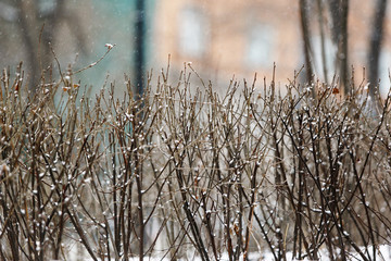 Dried shrub stands under falling snow in winter on a white background