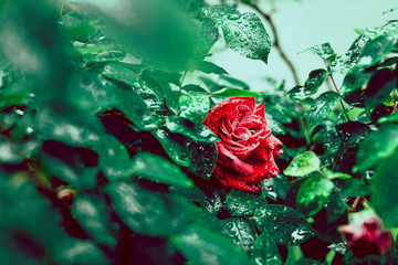 Róża Rosa czerwona w rosie 